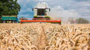阿根廷小麦出口将创下8年最低水平