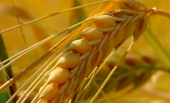 小麦总体呈现上涨态势 下游产业链承压