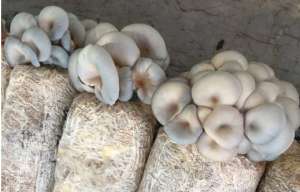 棚栽蘑菇翻格与播种技术