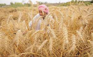 印度小麦库存降至六年低点 支持麦价创下新高