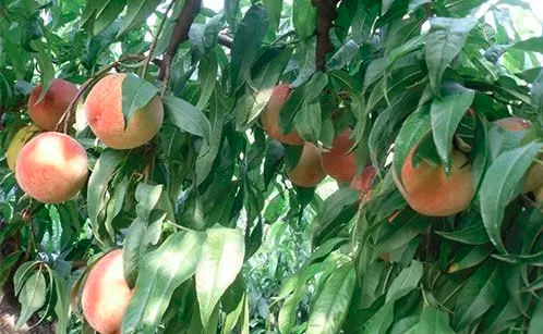 怎样提高温室桃的坐果率？