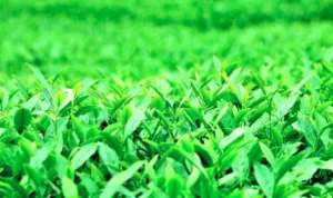 种植无公害茶叶五要领