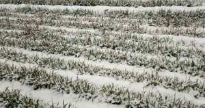 极地风暴袭击美国大陆，冬小麦面临冻死威胁