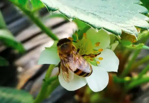 大棚选择授粉蜜蜂时应注意什么？