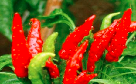 辣椒可和什么农作物混种？