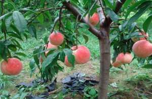 1月份桃树管理要点有哪些？