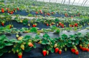 大棚草莓水肥管理技术
