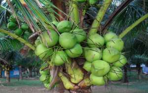 椰子种植步骤与管理技术
