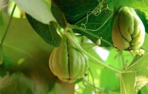 如何种植佛手瓜?