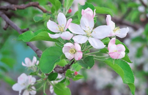 春季花前如何施好苹果肥？