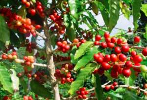 咖啡种植方法与技术