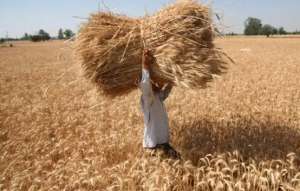 印度可能继续限制小麦和大米出口