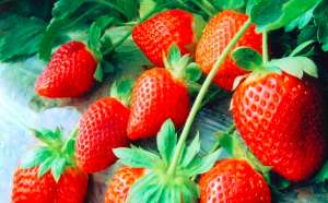 怎样培育优质草莓？