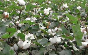 棉花高产种植技术