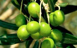 橄榄怎么种植才能高产？
