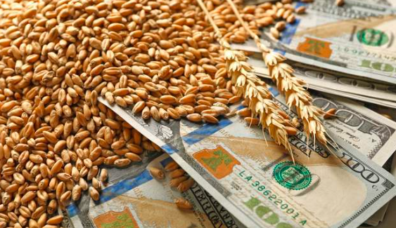 欧洲小麦市场一周聚焦：法国小麦价格下跌