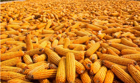 小麦大跌，玉米的压力上来了？