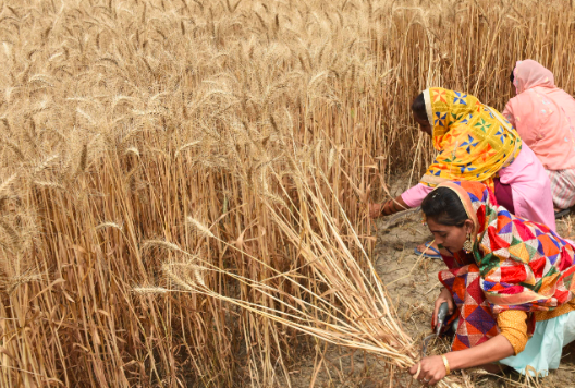 气象学家预测未来两周印度小麦将遭遇炎热干燥天气