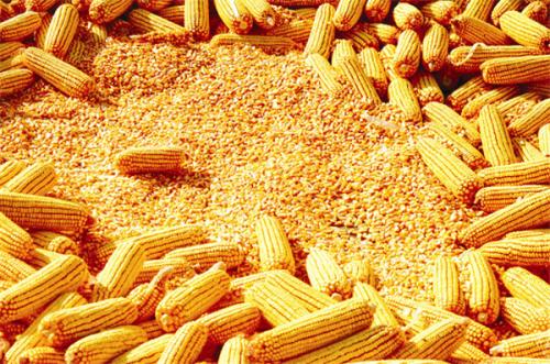 2023年5月30日国内主产销区今日玉米价格行情走势