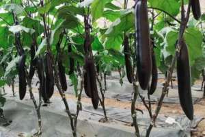 五月大棚茄子种植技术