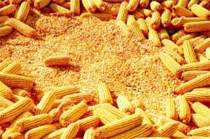 2023年6月16日国内主产销区今日玉米价格行情