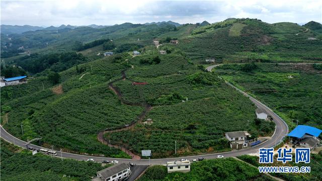 航拍贵州修文猕猴桃种植基地：“小果子”做成“大产业”