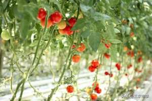 西红柿种植效益(番茄每亩地10吨，单价05元，今年种植番茄挣钱，明年可否种植)