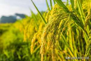 水稻 种植时间(水稻什么时候收获产量最高？如何准确判断水稻最佳收获期？)