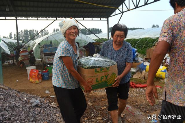 安徽农民孤注一掷种植黄瓜，3个月赚了70万，成当地致富明星