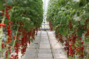 紫圣果番茄的种植技术(圣女果营养又美味，掌握高产管理技巧，一年都有果子吃)