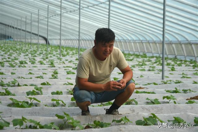 安徽农民孤注一掷种植黄瓜，3个月赚了70万，成当地致富明星