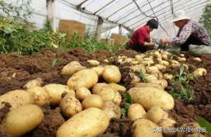 最新土豆种植技术(提高马铃薯产量品质的15个种植管理技巧，每个都很重要)