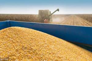 玉米种植效益分析(种植一亩地玉米纯利润有多少？有人说不如去打工，你怎么看？)