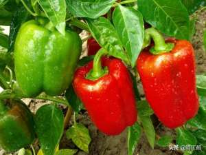 青椒的种植图片(一株辣椒能结60斤？精心满覆种植，青椒亩产可达6000㎏红椒5000㎏)