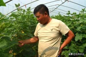 黄瓜种植基地图片(安徽农民孤注一掷种植黄瓜，3个月赚了70万，成当地致富明星)