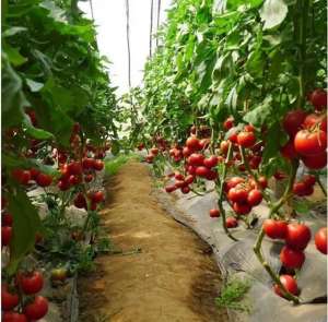 西红柿大棚种植管理(番茄大棚栽培技术要点及注意事项)