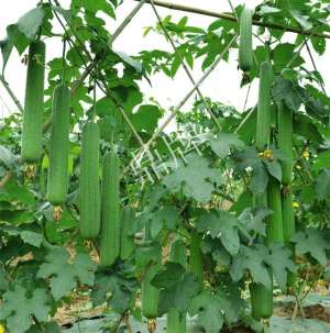 丝瓜高产种植技术(丝瓜最全高产种植技术指南，超简单，只要认识字，都能学会)