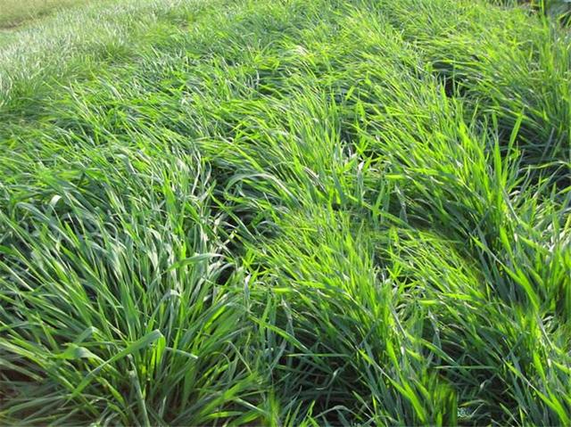 牧草知识：年亩产超过50000斤的黑麦草，种植技术详情