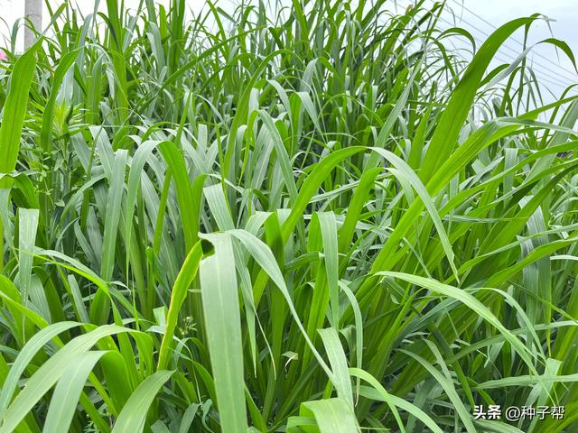 新型高产甜象草，什么时候种植好成活？有哪些饲用价值？