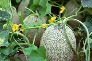 哈密瓜的种植方法(哈密瓜的种植技术与管理方法)