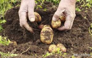 土豆高产种植技术视频(马铃薯怎么种？农村大叔教你7步骤，简单实用易学，轻松实现高产)