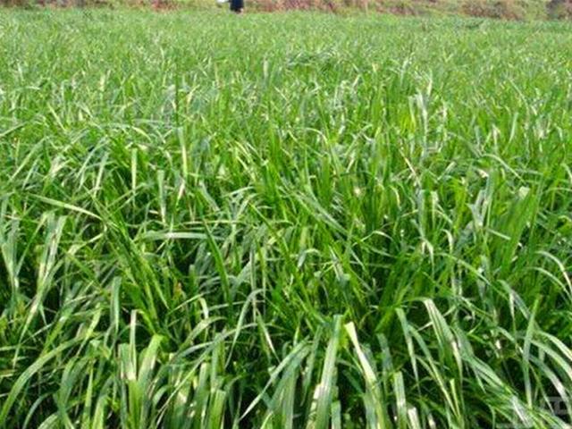 牧草知识：年亩产超过50000斤的黑麦草，种植技术详情