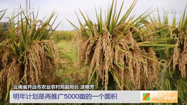 旱地能种水稻？能！产量还不低