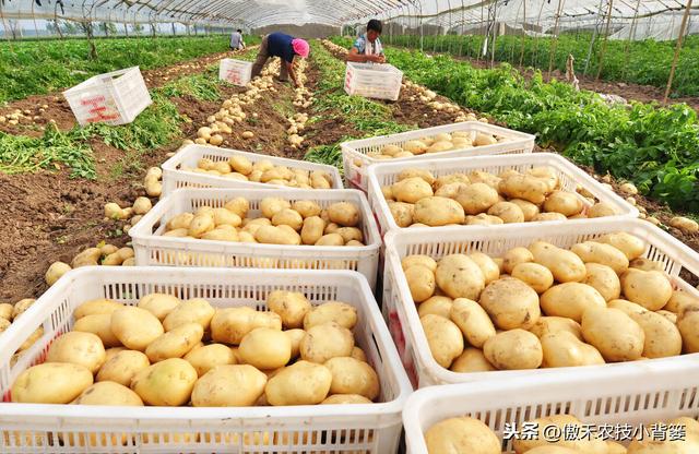 提高马铃薯产量品质的15个种植管理技巧，每个都很重要