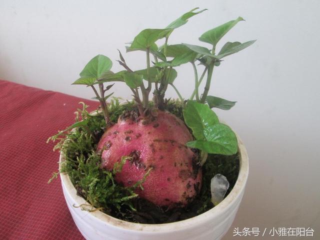 一个芋头一个地瓜，水培起来，十天长成漂亮盆景，胜过绿萝碗莲！
