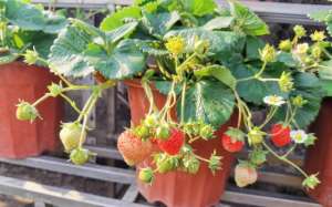盆栽草莓苗种植方法(草莓苗怎么种？关键“2步”做好了，花多得数不清，草莓摘不停)
