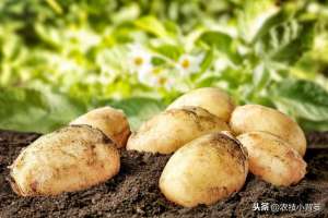 洋芋种植高产技术(土豆种植增产增收并不难，十四个栽种管理技巧要记牢)