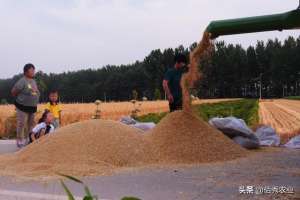 水稻小麦种植(同样是主粮，小麦没有水稻产量高，为啥身价低于水稻？)