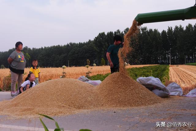 同样是主粮，小麦没有水稻产量高，为啥身价低于水稻？