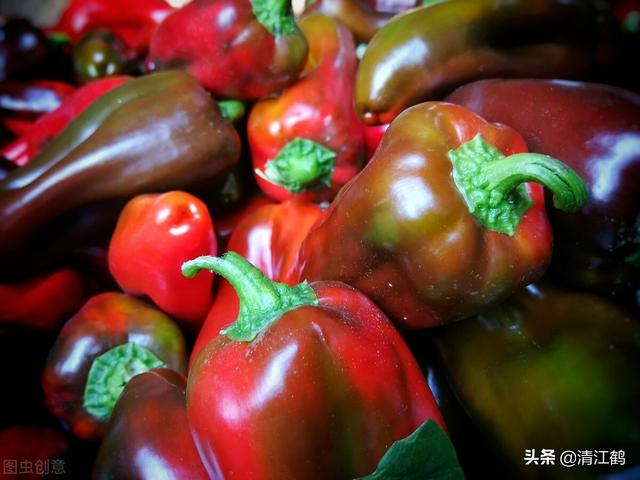 一株辣椒能结60斤？精心满覆种植，青椒亩产可达6000㎏红椒5000㎏